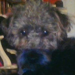 Meet your Posher, Lily